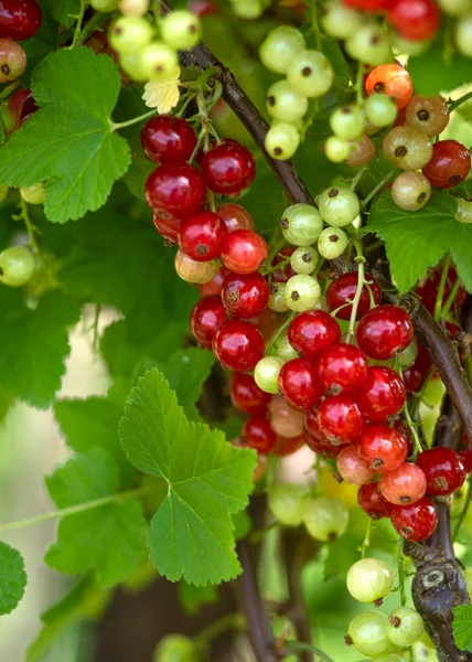 red currants growing on a bush,  part of the genus Ribes in the gooseberry family taken with a selective focus vertical image background