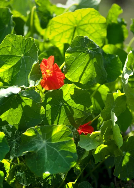 Leicht Wachsende Kapuzinerkresseblätter Mit Blüten Zum Essen Mit Salat Vertikales — Stockfoto