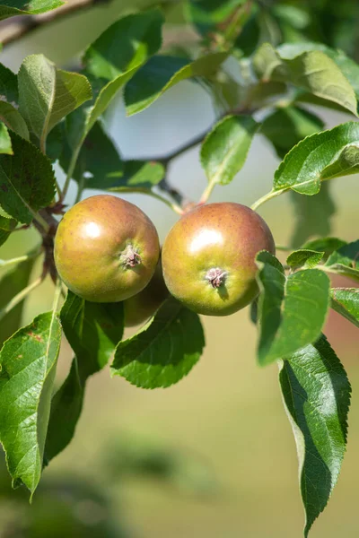 pair of young fruit growing on an apple tree in the summer months , vertical image selective focus with copy space  room for text