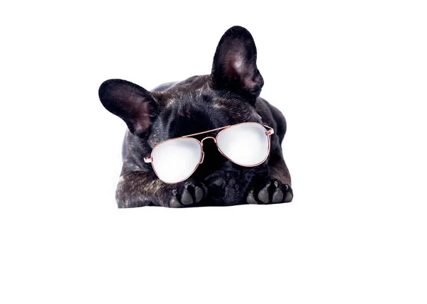 Perro Cómico Con Gafas Sol Blanco Busca Alimentación Con Azules — Foto de Stock
