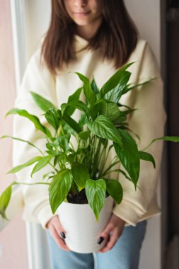 Kafkasyalı güzel bir kadın saksıda Spatthiphyllum bitkisini tutuyor. Bahçıvanlık, hobi. Yumuşak seçici odak.