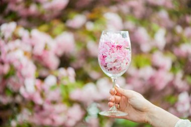 Soyut bahar arkaplanı, çiçekli şarap kadehi çiçek açan sakura ağacı. Yumuşak seçici odak.