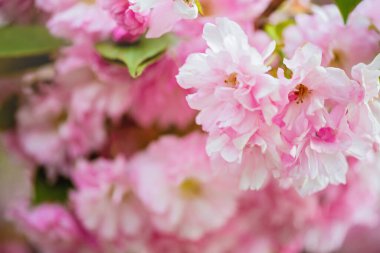 Ağaçtaki pembe kiraz çiçeklerinin güzel dallarının seçici odak noktası, parktaki bahar mevsiminde güzel Sakura çiçekleri, çiçek desenleri, doğa çiçekli arka plan..