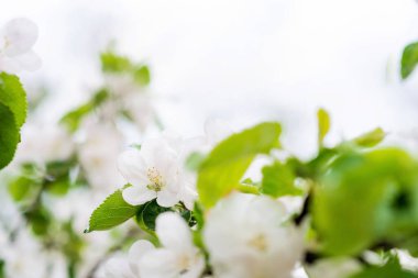 Çiçek arkaplan. Elma baharda çiçek açar. Yumuşak seçici odak.