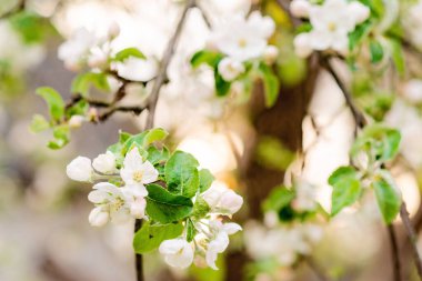 Çiçek arkaplan. İlkbaharda bir ağaçta güzel elma çiçekleri açar. Yumuşak seçici odak.