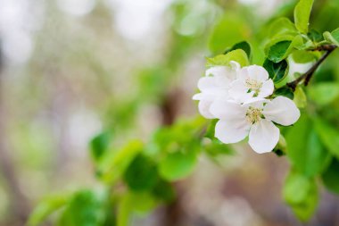 Çiçek arkaplan. İlkbaharda bir ağaçta güzel elma çiçekleri açar. Yumuşak seçici odak.