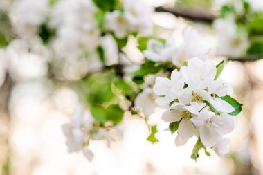 Çiçek arkaplan. İlkbaharda bir ağaçta güzel elma çiçekleri açar. Yumuşak seçici odak.