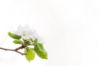 Çiçek arkaplan. Beyaz üzerine güzel bahar elma ağacı çiçekleri. Uzayı kopyala Yumuşak seçici odak.