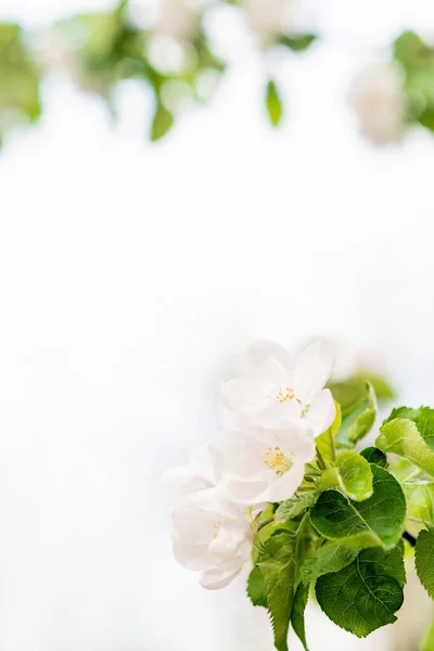 Virágos Háttér Gyönyörű Tavaszi Almafa Virágok Fehér Másold Helyet Puha — Stock Fotó