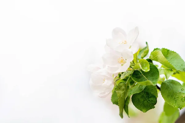 Floral Φόντο Όμορφα Λουλούδια Ανοιξιάτικης Μηλιάς Λευκό Αντιγραφή Χώρου Μαλακή — Φωτογραφία Αρχείου