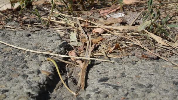 fourmis