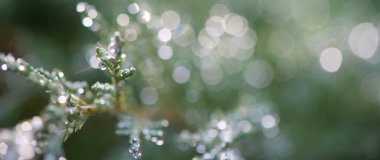 Ardıç dalları ile soyut arkaplan