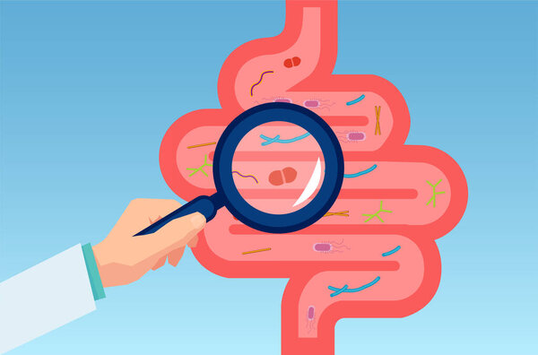 Vector of doctor examining gastrointestinal tract, bowel, digestive system with normal flora