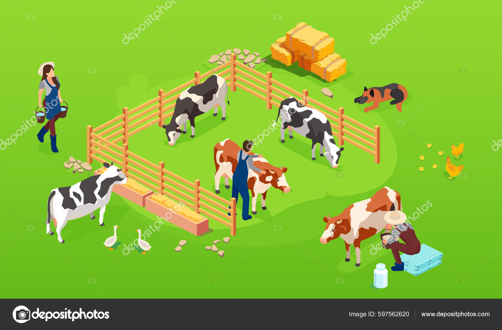 vector-livestock-cow-farm-paddock-farmers-men-woman-taking-care-stock