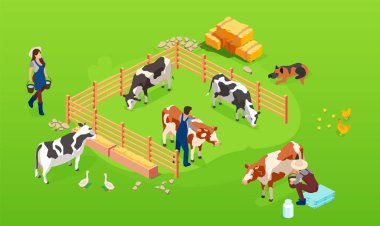 Vector of a livestock a cow farm in paddock and farmers men and woman taking care of them