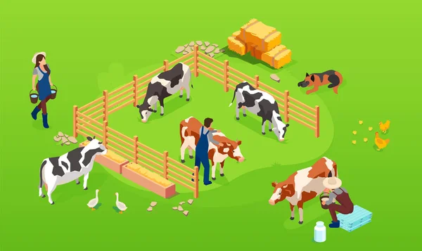 Vector Livestock Cow Farm Paddock Farmers Men Woman Taking Care — Stock vektor