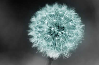 Mavi Karahindiba mı? ?