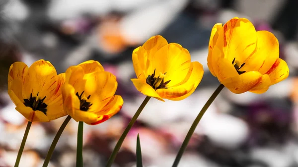 Üst üste dört laleler