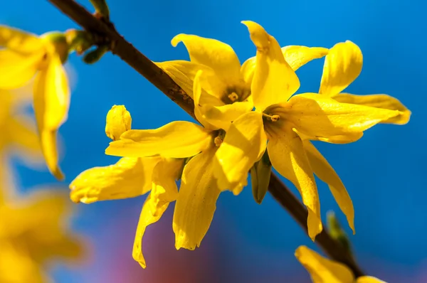 Hor çiçeği tam olarak bloomig