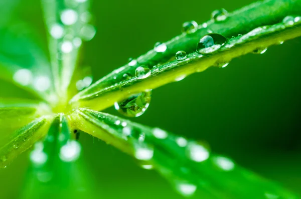 Bazı taze yeşil yaprakları üzerinde su damlaları