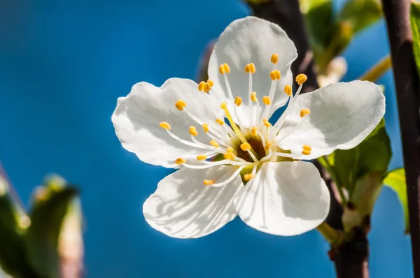 kiraz çiçeği çiçek