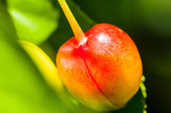 Sarı baharatsız kiraz