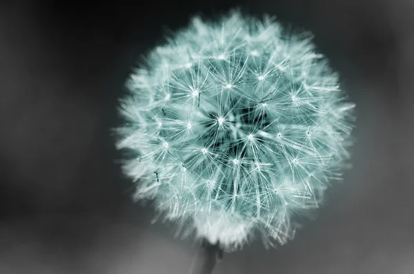 Mavi Karahindiba mı? ?