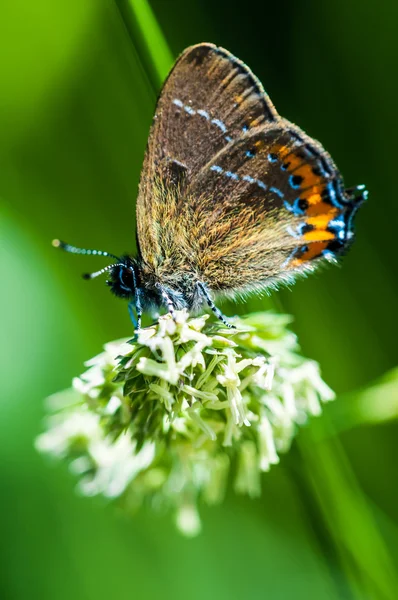 Schmetterling auf einer Kleeblume — Stockfoto