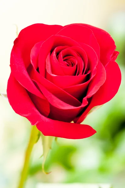 Kırmızı gül