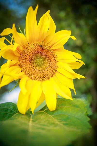 Sonnenblume mit Biene — Stockfoto