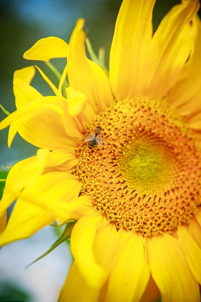 Tournesol avec abeille — Photo