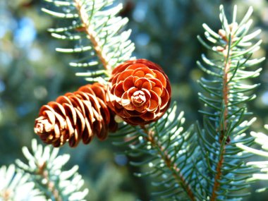 Michigan 'da sonbahar renkleri - ABD