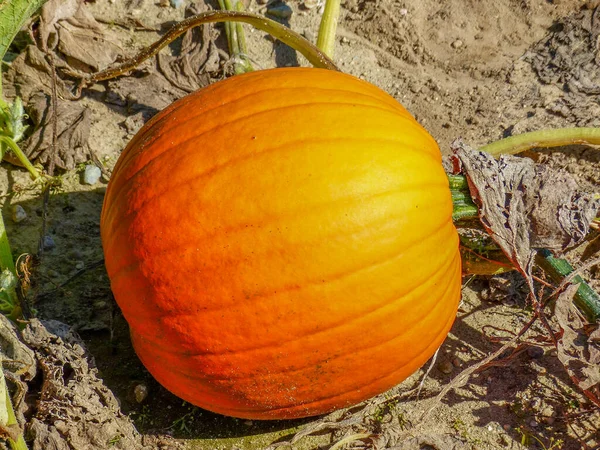 Abóbora Laranja Madura Campo Michigan Eua — Fotografia de Stock