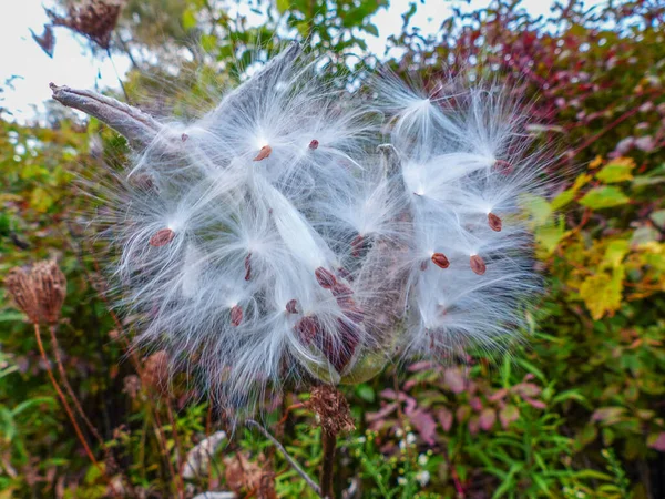 Sementes Milkweed Outono Michigan Eua — Fotografia de Stock