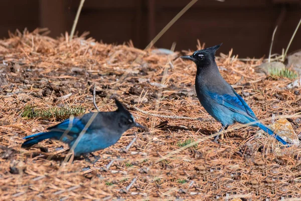 Steller 's Jays yerde besleniyor - Frisco - Colorado - ABD