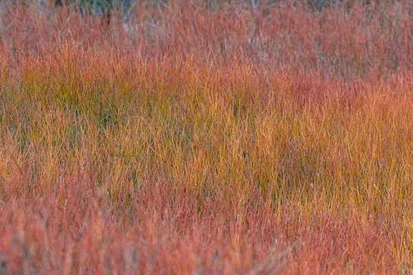 Purple Yellow Willow Field Colorado Usa — Stock Photo, Image