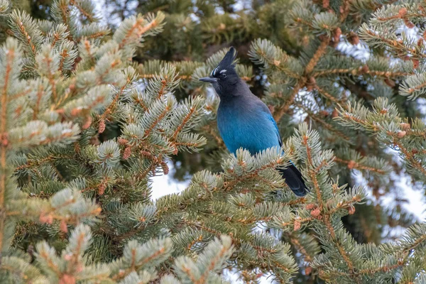 Steller 'ın Jay' i bir çam ağacına tünemişti - Frisco - Colorado - ABD