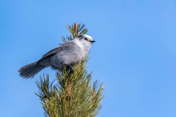 Kanada Jay 'i bir çam ağacına tünedi - Frisco - Colorado - ABD