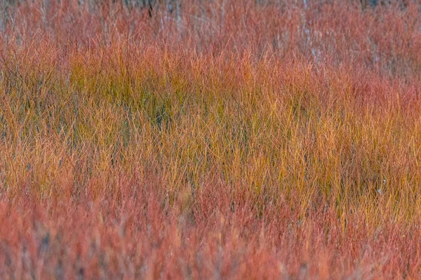 Purple Yellow Willow Field Colorado Usa — Stock Photo, Image