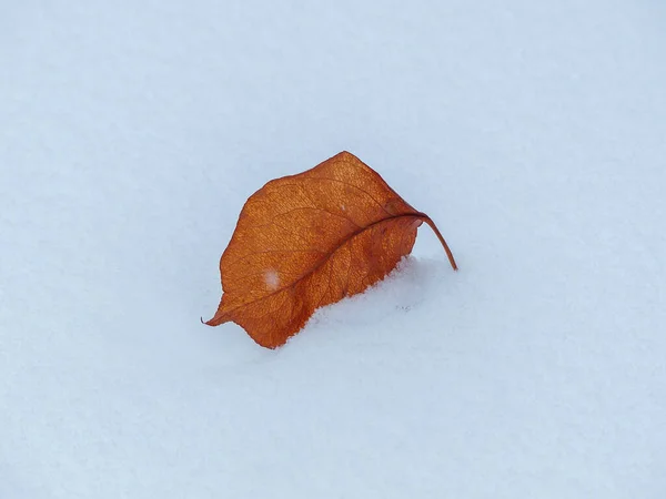 Perto Uma Folha Neve Recentemente Caída — Fotografia de Stock