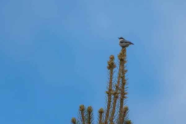 Pigme Nuthatch bir çam ağacına tünedi - Frisco - Colorado - ABD