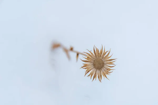 Uitgedroogde Bloem Sneeuw Colorado Verenigde Staten — Stockfoto