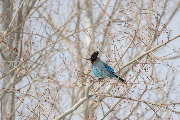 Steller 'ın Jay' i bir kavağa tünemişti - Frisco - Colorado - ABD