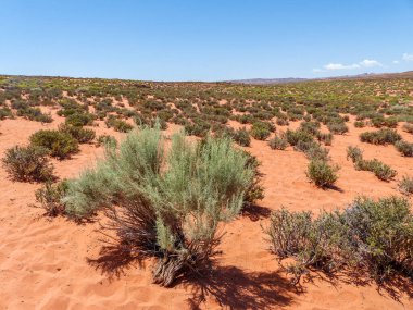 Arizona sayfasındaki çöl manzarası