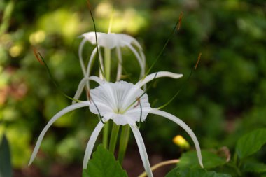 Gölgede, güzel bir kumsal örümceği zambağı (Hymenocallis littoralis) çiçeği.