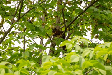 Güzel bir Kızıl Sincap (Sciurus vulgaris), vahşi doğada bir ağaç dalına tünemiş ve İsviçre 'nin Zürih kentindeki kalın yaprakların arasına konmuştur..