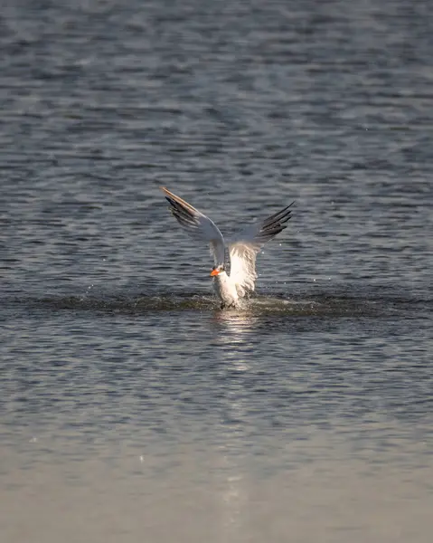 Retrato Tern Comum Sterna Hirundo Saindo Água Santuário Vida Selvagem — Fotografia de Stock