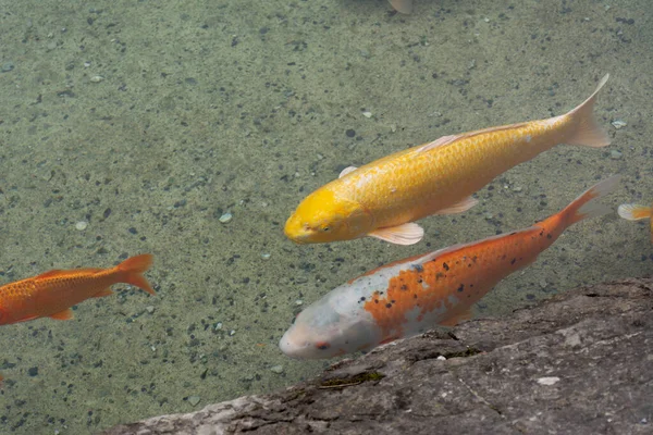 Close Weergave Van Een Kleur Koi Vis Cyprinus Carpio Ook — Stockfoto