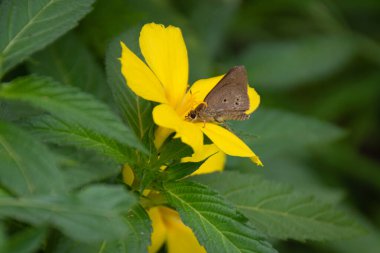 Hindistan 'ın Mangalore kentindeki bahçede, parlak sarı bir alder (Turnera ulmifolia) ile beslenen bir Hint palmiye balığı (Suastus gremius)..