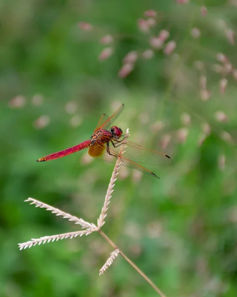 Seitenansicht Eines Wunderschönen Männlichen Crimson Marsh Glider Trithemis Aurora Der — Stockfoto
